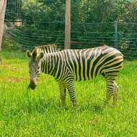 高雄壽山動物園：珍稀動物近距離觀察