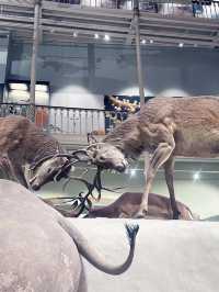 Free Visit to National Museum of Scotland 