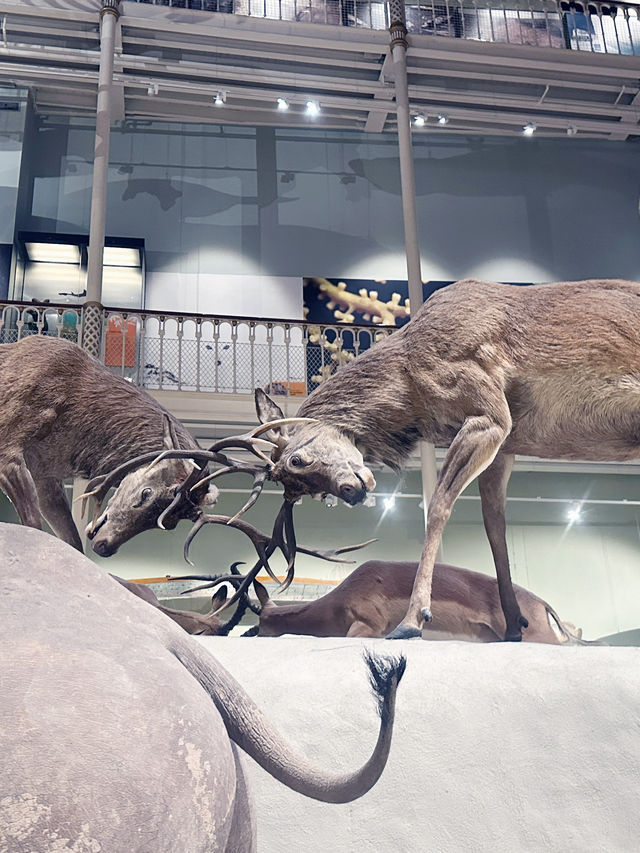Free Visit to National Museum of Scotland 
