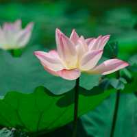 ✨深圳荷花賞~洪湖公園✨