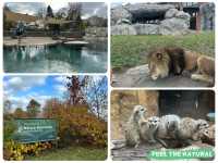 【美國🇺🇸芝加哥】☀️免費入場☀️林肯公園動物園，觀賞動物，適合全天遊玩