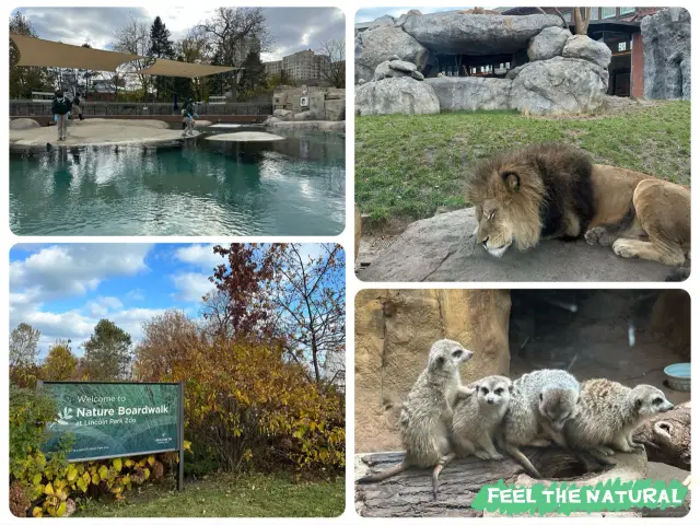 【美國🇺🇸芝加哥】☀️免費入場☀️林肯公園動物園，觀賞動物，適合全天遊玩