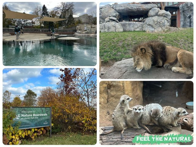 【美國🇺🇸芝加哥】☀️免費入場☀️林肯公園動物園，觀賞動物，適合全天遊玩
