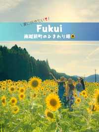 【福井 南越前町】夏に行きたい🌼🌱⋆｡南越前町でひまわり畑を見つけたよ😊