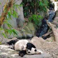 馬來西亞國家動物園：親近自然，享受歡樂氛圍！