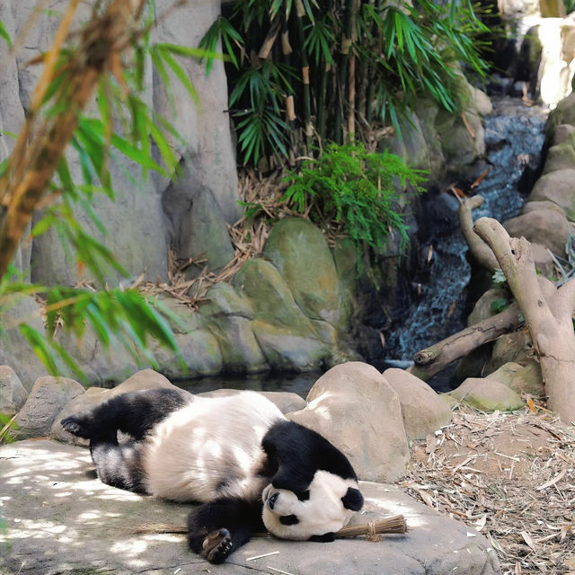 馬來西亞國家動物園：親近自然，享受歡樂氛圍！