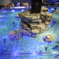 สำรวจโลกใต้น้ำใจกลางโตเกียวที่ Sumida Aquarium 🪼