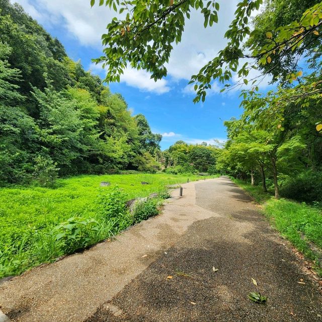 【大阪観光】雨上がりの山田池公園で夏散歩！