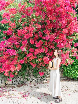 Bougainvillea flowers can be seen all year round on Taketomi Island, Okinawa.