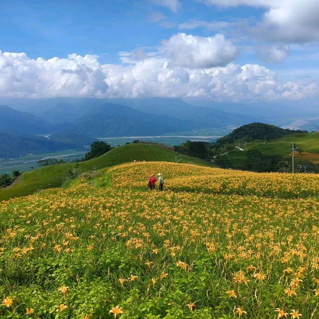 夏末限定，金色山脈充滿