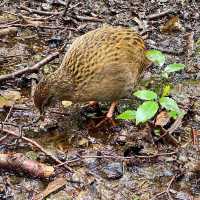 Wildlife Wonders: Kiwi Park NZ, Queenstown's Hidden Gem