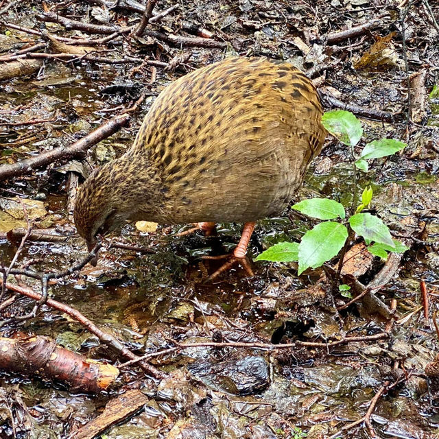 Wildlife Wonders: Kiwi Park NZ, Queenstown's Hidden Gem