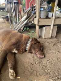 โฮมสเตย์เมืองคอง | จ.เชียงใหม่ 🏡⛰️🐶💤
