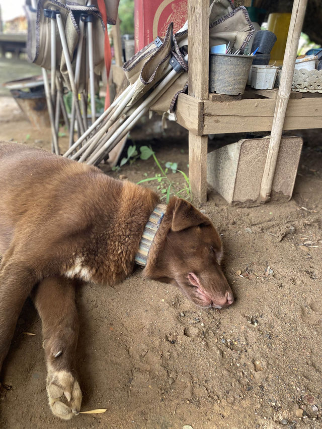 โฮมสเตย์เมืองคอง | จ.เชียงใหม่ 🏡⛰️🐶💤