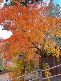 【山梨】富士山見ながら紅葉狩り