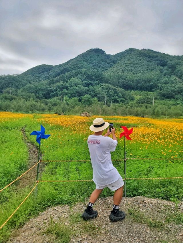 현시각 가장 아름다운 황화코스모스 꽃밭🧡