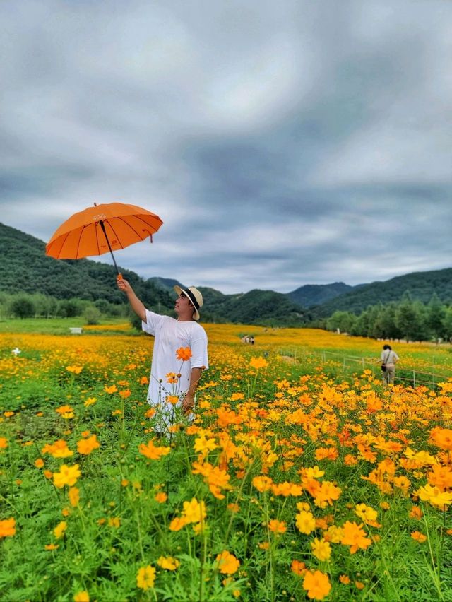 너무 예쁜 가을 물결이 펼쳐지는 연천여행지🧡