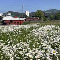 동화같은 돌담이 있는 데이지 꽃밭에서 데이트 🌼