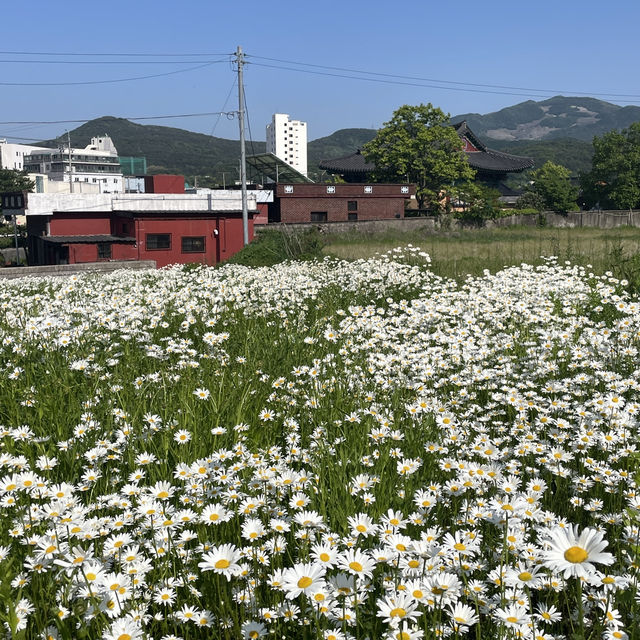 동화같은 돌담이 있는 데이지 꽃밭에서 데이트 🌼