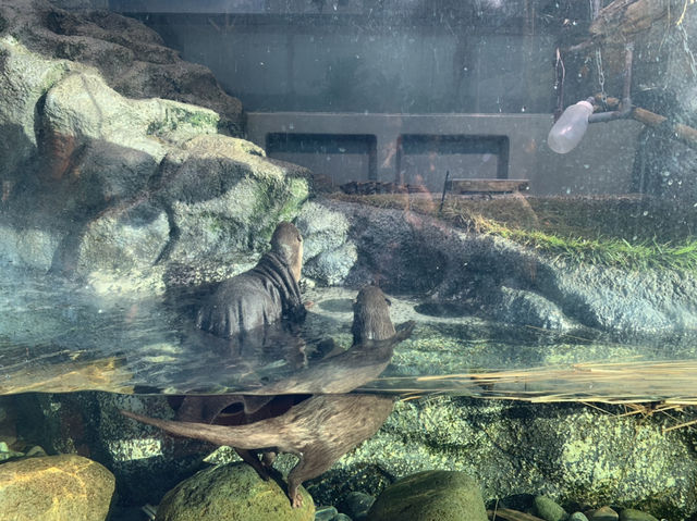 サンシャイン水族館の海月！！