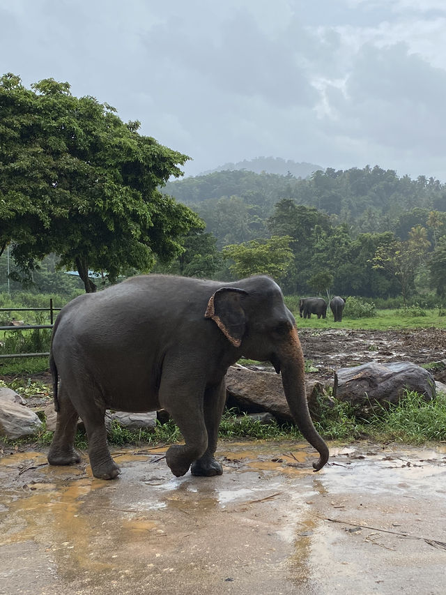 Pinnawala: School Field Trip 🇱🇰