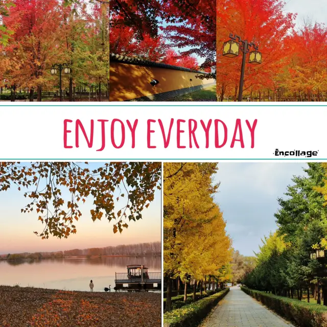 🌴🦜三可湖公園🤩秋色如畫的楓葉天堂 🍁🏞️