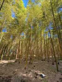 【栃木】あの人気映画のロケ地にもなった！マイナスイオンたっぷりの美しい竹林🫣🌿【宇都宮】