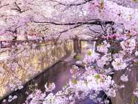 【東京】一面ピンクに染まる目黒川の桜並木🌸
