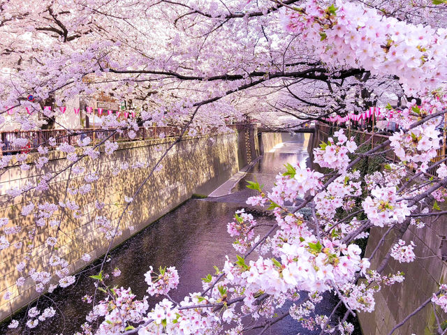 【東京】一面ピンクに染まる目黒川の桜並木🌸