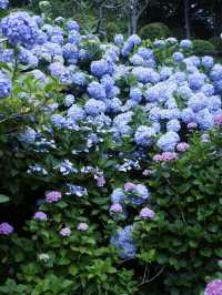 六月限定：日本最大繡球花海
