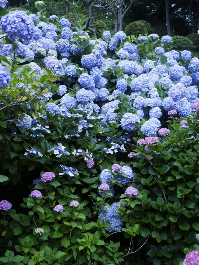 六月限定：日本最大繡球花海