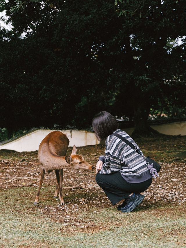 與小鹿親密接觸！奈良公園輕鬆遊記