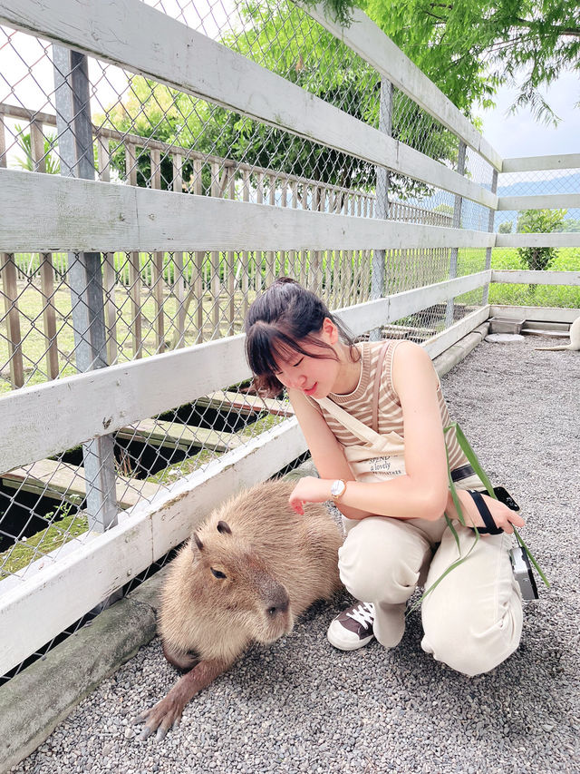 宜蘭｜張美阿嬤農場🌳🦘