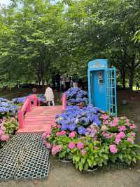 🌸Hydrangea Garden 🪴 Manhua Manor