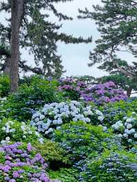 【神奈川】お城と紫陽花の風景