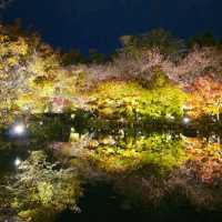 ✨ บรรยากาศสุดฟิน! ชมไฟกลางคืนที่วัดToji, Kyoto✨