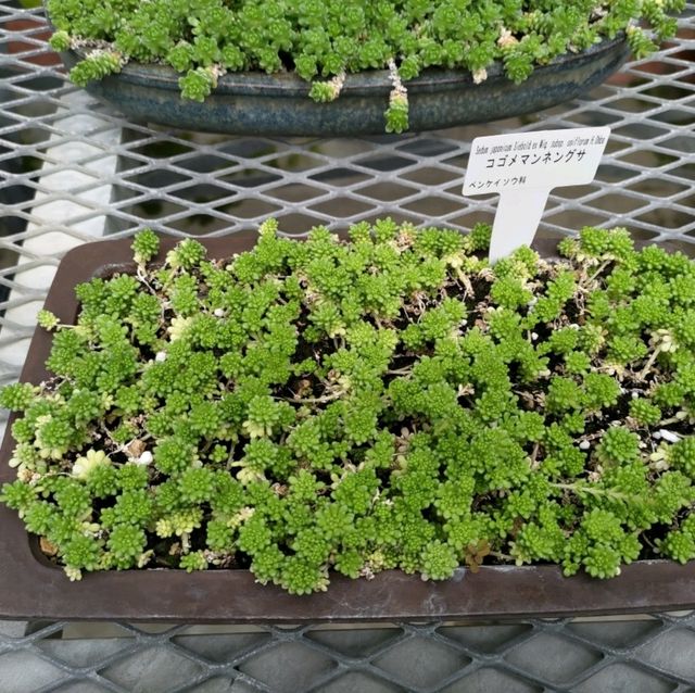 小石川植物園
