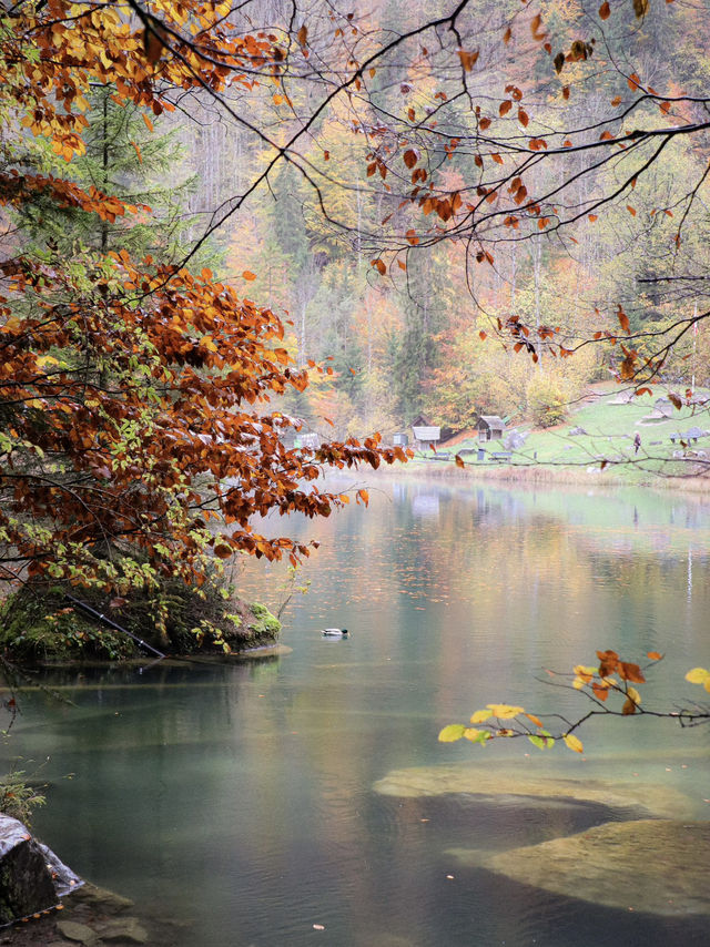 瑞士🇨🇭｜藍湖（Blausee）的靜謐之美