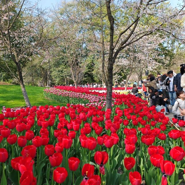 Taiziwan Park - The best place for Tulips in Hangzhou
