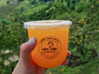 แวะมาเติมความสดใส ในสวนส้ม🍊จังหวัดเชียงใหม่