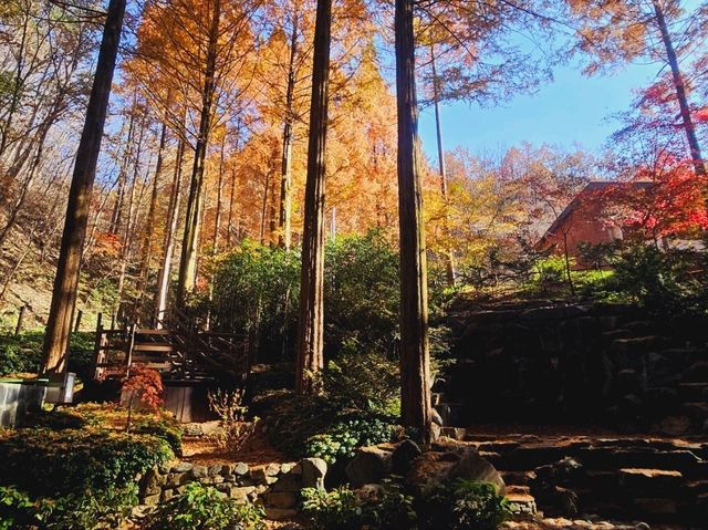 The Metasequioa walk at Jangtaesan Recreational Forest
