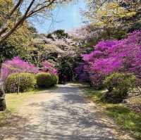 A Burst of Pink at Tsukairaku Park!