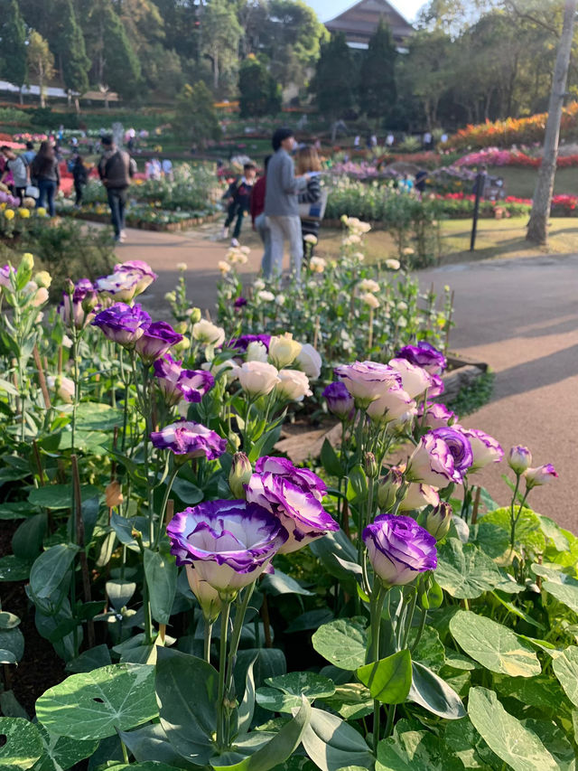 ชมดอกไม้สวนแม่ฟ้าหลวง 🌷🌼🌹🌾ธรรมชาติที่งดงาม