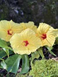 Rainbow Falls: Hawaii’s Colorful Cascade of Beauty