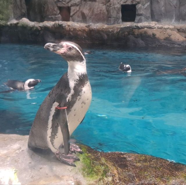 泰迪熊動物王國Teseum🐻濟州島Aqua Planet水族館🐠山茶花之丘🌻🌞旅遊景點介紹👍