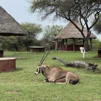 Magnificent Antelope at Nguuni