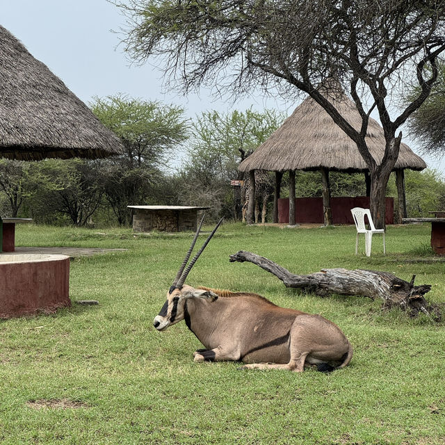 Magnificent Antelope at Nguuni