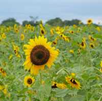 ดอกทานตะวันที่บานแล้วที่ไร่มณีศร 🌻