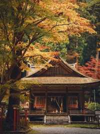 【日吉大社】滋賀の紅葉おすすめスポット