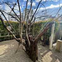 一生に一度の願い事は堀越神社で！